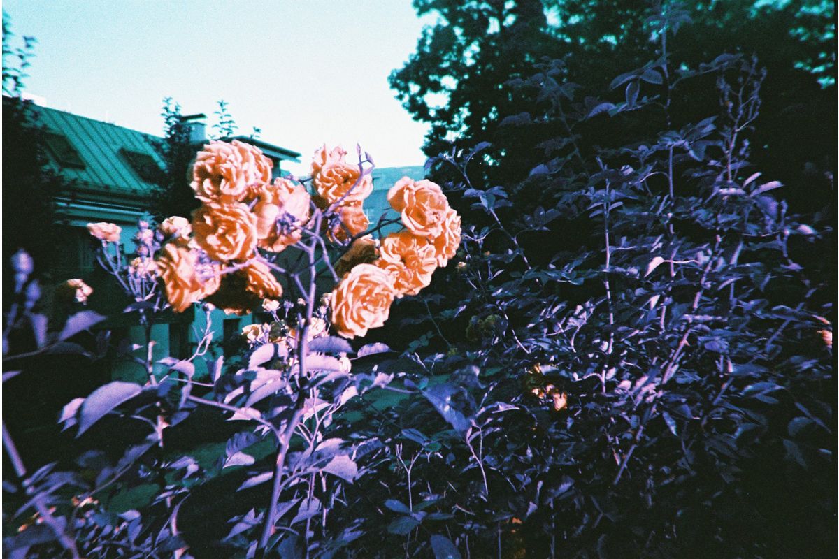 Simple Use Camera 400/27 LomoChrome Purple
